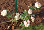 Ahmed Alam rose photo