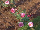Ahmed Alam rose photo