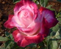 Ahmed Alam rose photo