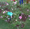 Priyasi rose photo