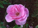 Priyasi rose photo