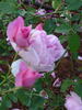 Priyasi rose photo