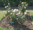 Anurag rose photo