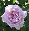 Anurag rose photo