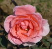 Arjun rose photo