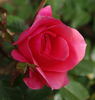 LEGglow rose photo