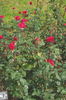 Exciting rose photo