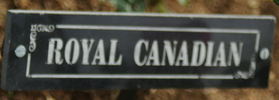Royal Canadian rose photo