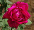 Royal Canadian rose photo