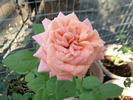 Bonanza Freelander rose photo