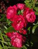 Bordure Magenta ® rose photo