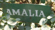 Amalia ™ rose photo