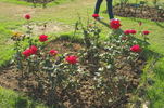 Amalia ™ rose photo