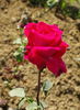 Amalia ™ rose photo