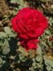 Amalia ™ rose photo