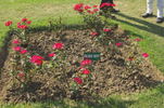 Akash Deep rose photo