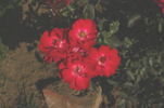 Akash Deep rose photo