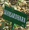 Sahasradhara rose photo