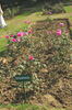 Sahasradhara rose photo
