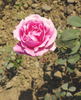 Sahasradhara rose photo