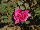 Sahasradhara rose photo