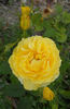 Smooth Buttercup rose photo