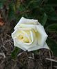 Bridal Robe rose photo
