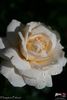 Hampton Palace rose photo