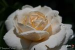 Hampton Palace rose photo