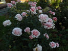 Pink Carnation rose photo
