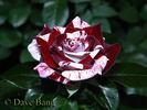 Flash Night® rose photo