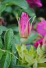 Freycinet rose photo