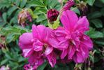 Freycinet rose photo