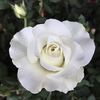 Crystalline ™ rose photo