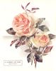 Madame Chauvry rose photo