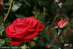 Danse des Sylphes rose photo