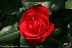 Danse des Sylphes rose photo