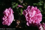 d'Arcet rose photo