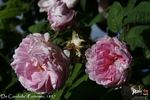 De Candolle rose photo
