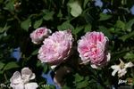 De Candolle rose photo
