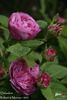 Delambre rose photo