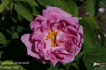 Duchesse de Verneuil rose photo