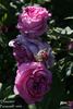 Dumortier rose photo