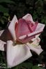 Emily rose photo