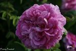 Fanny Pavetot rose photo