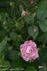 Francis rose photo