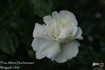 Frau Albert Hochstrasser rose photo