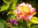 Alinka rose photo
