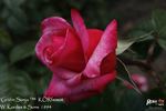 Gräfin Sonja ™ rose photo