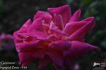 Giovinezza rose photo